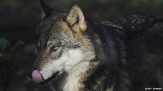 Wolf