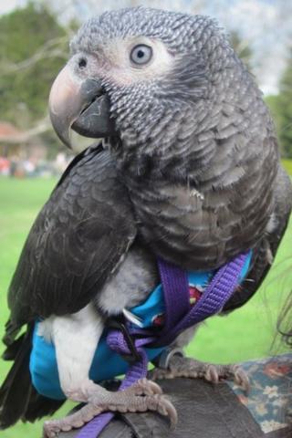 Wunsy the parrot