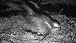 Lady laying egg