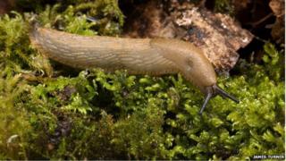 Arion cf.vulgaris