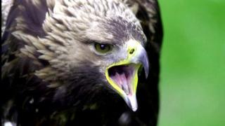 eagle