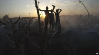 South Sudanese cattle herders stand among their animals in a field in the Central Equatoria state (13 April 2014)