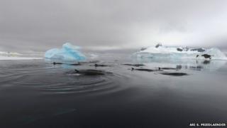 Antarctic minke whale
