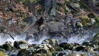 Deer near the town of Harrachov, Czech Republic - 8 April 2014