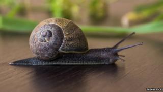 Snail