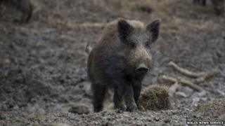 Wild boar near Maesteg