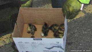 Ducklings after being rescued from a drain