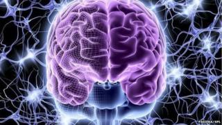human brain
