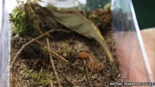 The scorpion being cared for at London Zoo
