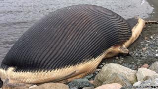 Photo of beached whale carcass in Trout River