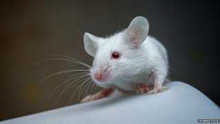 Lab mouse