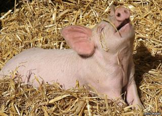 pig