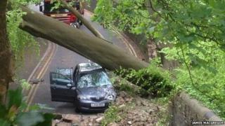 Fallen tree at Brynmill Lane, Swansea