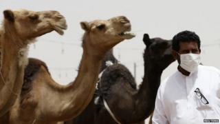 A man wearing a mask looks on as he stands in front of camels at a camel market in the village of al-Thamama near Riyadh, Saudi Arabia 11 May 2014