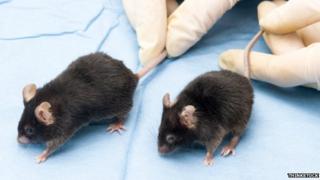 Lab mice
