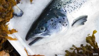 Scottish salmon