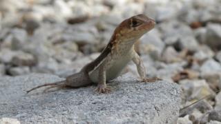 Curlytail