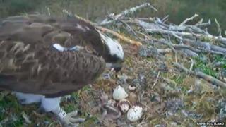 Osprey chick at Loch Garten