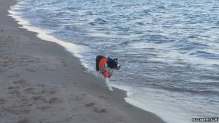 Collie on the beach
