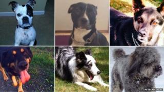 Photos of the deceased dogs given to Petsearchers
