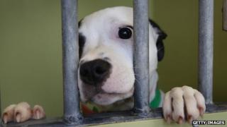 Dog at Battersea Dog and Cats Home