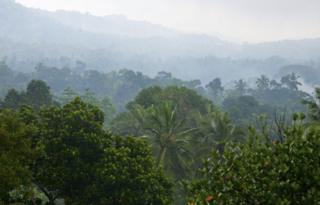 Jungle in Sri Lanka