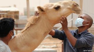 camels