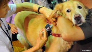 dog vaccine