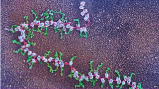 protein synthesis