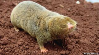 blind mole rat