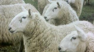 Sheep