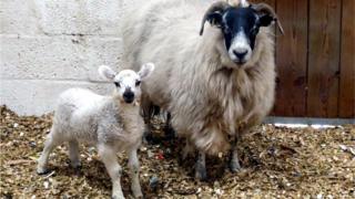 Lamb and ewe