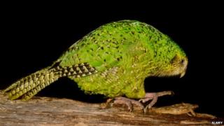 Kakapo
