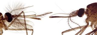 male and female mosquito heads