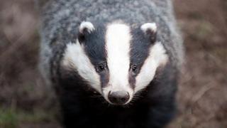 Badger