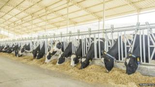 Cows