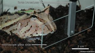 Horned frog in the experimental set-up