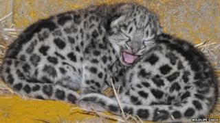 Snow leopards