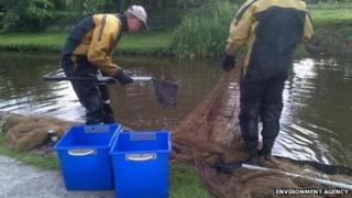 Representatives from the Environment Agency and the Canal River Trust tried to rescue surviving fish.