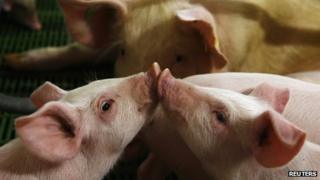 Piglets