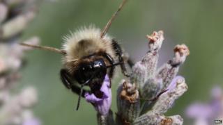 File image of a bee in a British garden