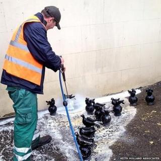 Cheltenham's emblem pigeons being cleaned