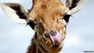 Giraffe