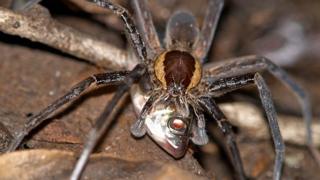 Ancylometes spider