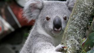 Koala