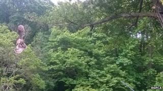 Owl stuck in tree