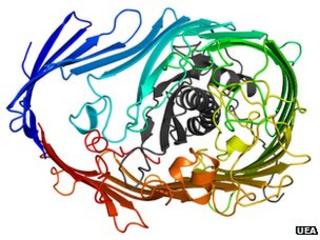 LptDE protein