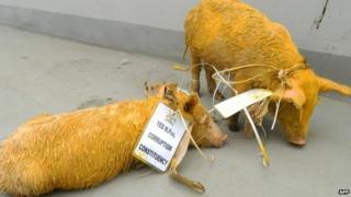 Two painted piglets are outside the parliament building in Kampala
