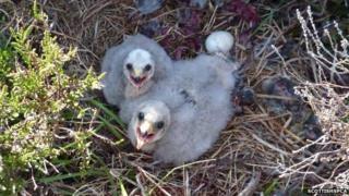 Orphaned hen harrier chicks