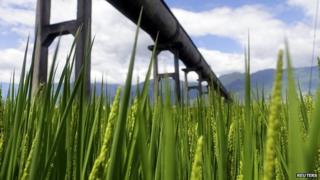 Water channel passing over a rice field (Image: Reuters)